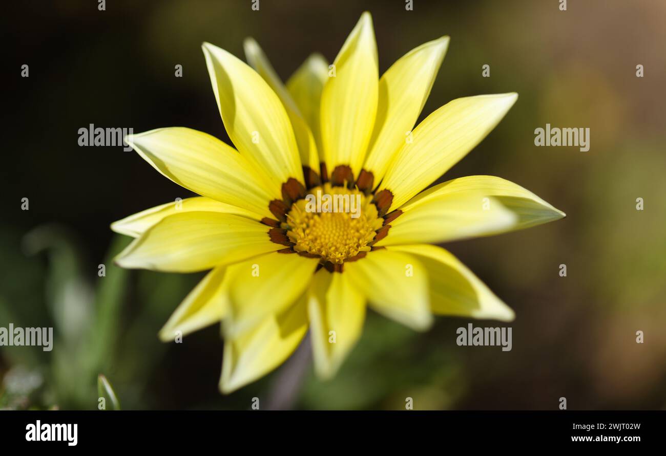 Blühende Gazania Rigens, Schatzblume, natürlicher Makro-floraler Hintergrund Stockfoto