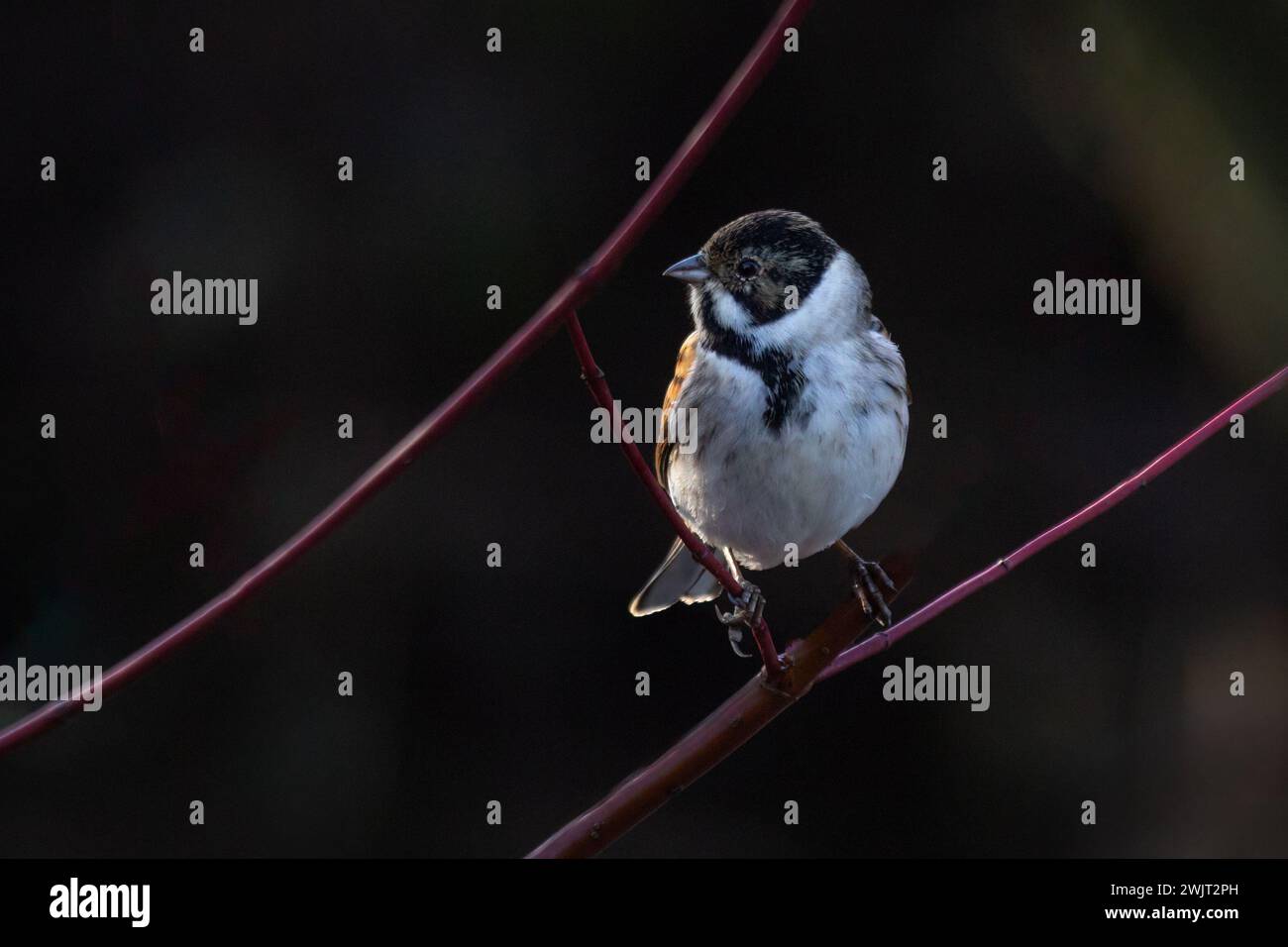 Auf einem Ast ist ein männliches Schilffband abgebildet, Emberiza schoeniclus. Um den Vogel herum ist ein Kopierraum Stockfoto