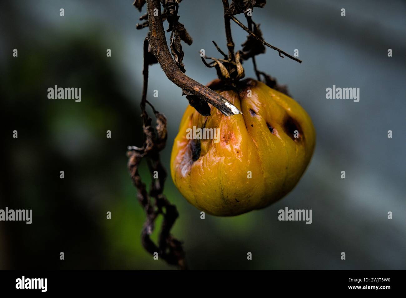 Nahaufnahme mit faulen gelben Tomaten (niedrige Taste) Stockfoto