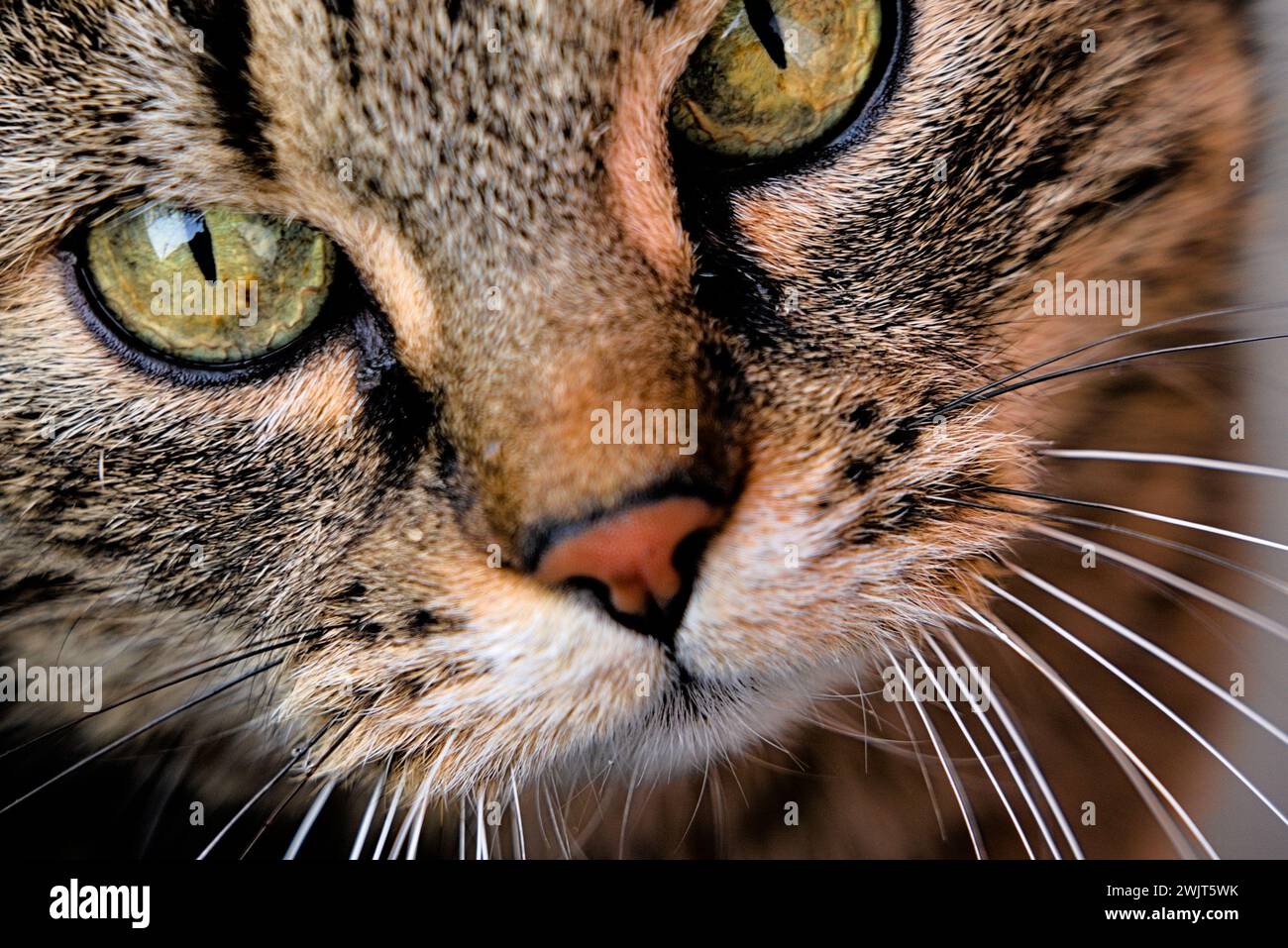 Nahaufnahme einer Katze: Augen, Nase, Schnurrhaare Stockfoto