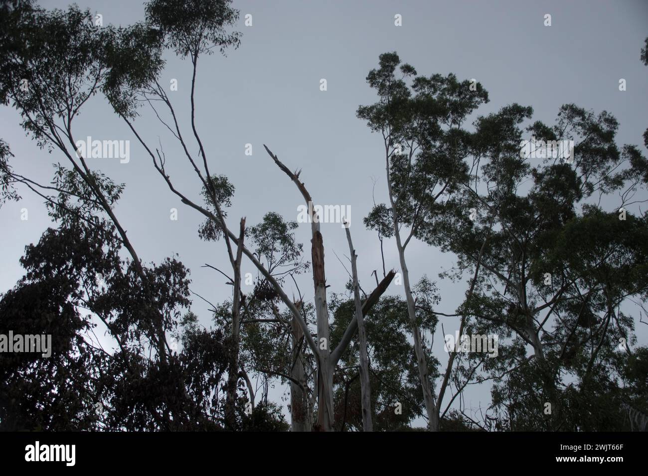 Vermisste Baumwipfel nach Freak Tornado im Regenwald, Tamborine Mountain, Australien. Weihnachtsfeiertag 2023. Gebrochene Eukalyptusbäume, Gummibäume. Grauer Himmel. Stockfoto