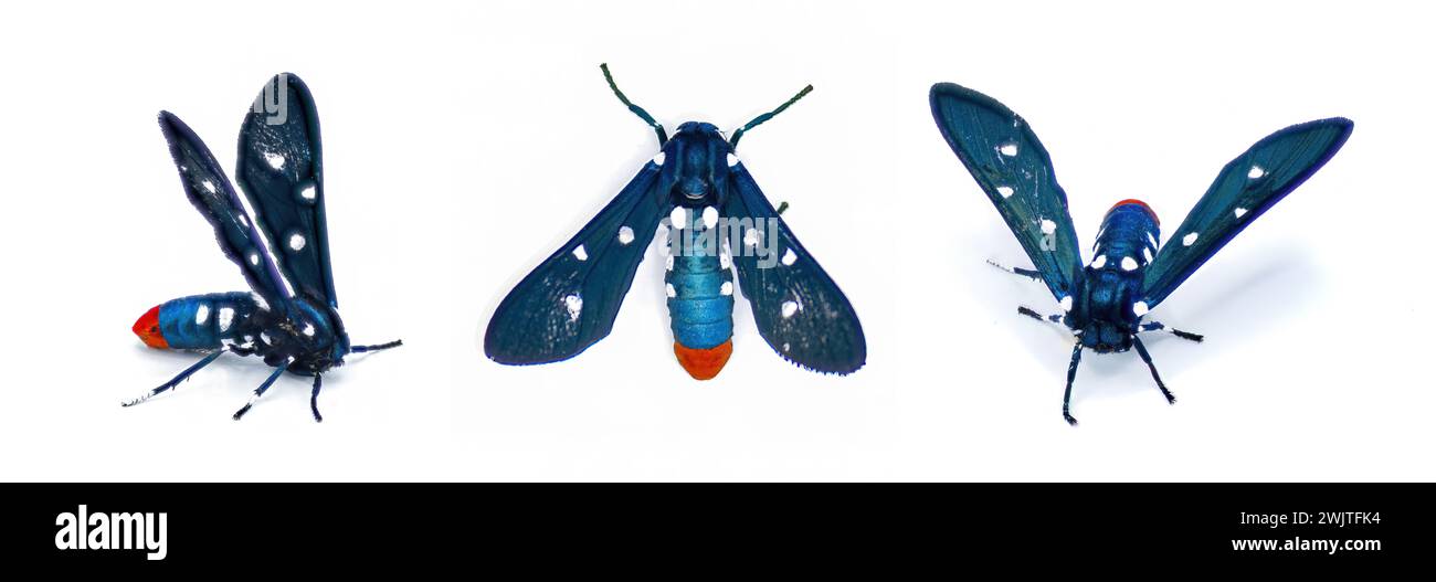 Die bunte Oleander Moth, auch bekannt als die Polka Dot Wasp Moth oder Onkel Sam Moth- Syntomeida epilais adulte Form isoliert auf weißem Hintergrund drei Stockfoto