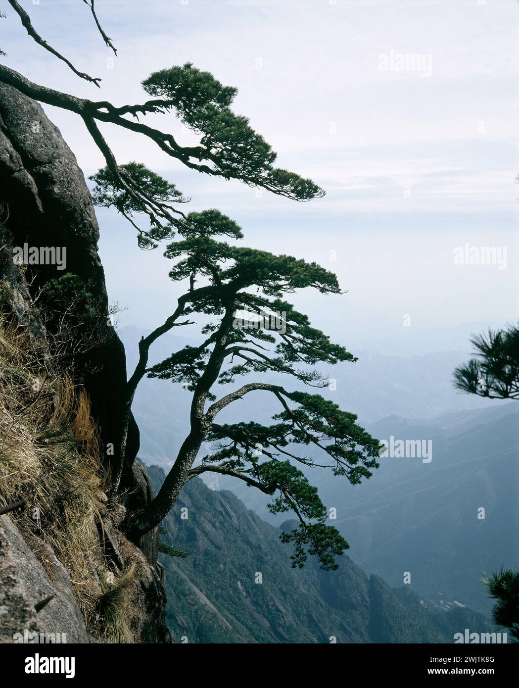 China. Provinz Anhui. Huangshan Mountains. Willkommensbaum. Stockfoto