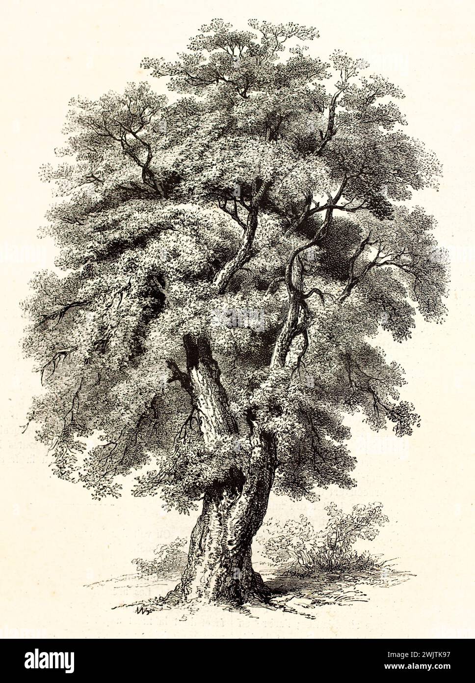 Korkeiche mit dickem Stamm und dichtem Laub, vertikale schwarz-weiße botanische Gravur auf weißem Hintergrund aus Magasin Pittoresque, 1852. Stockfoto