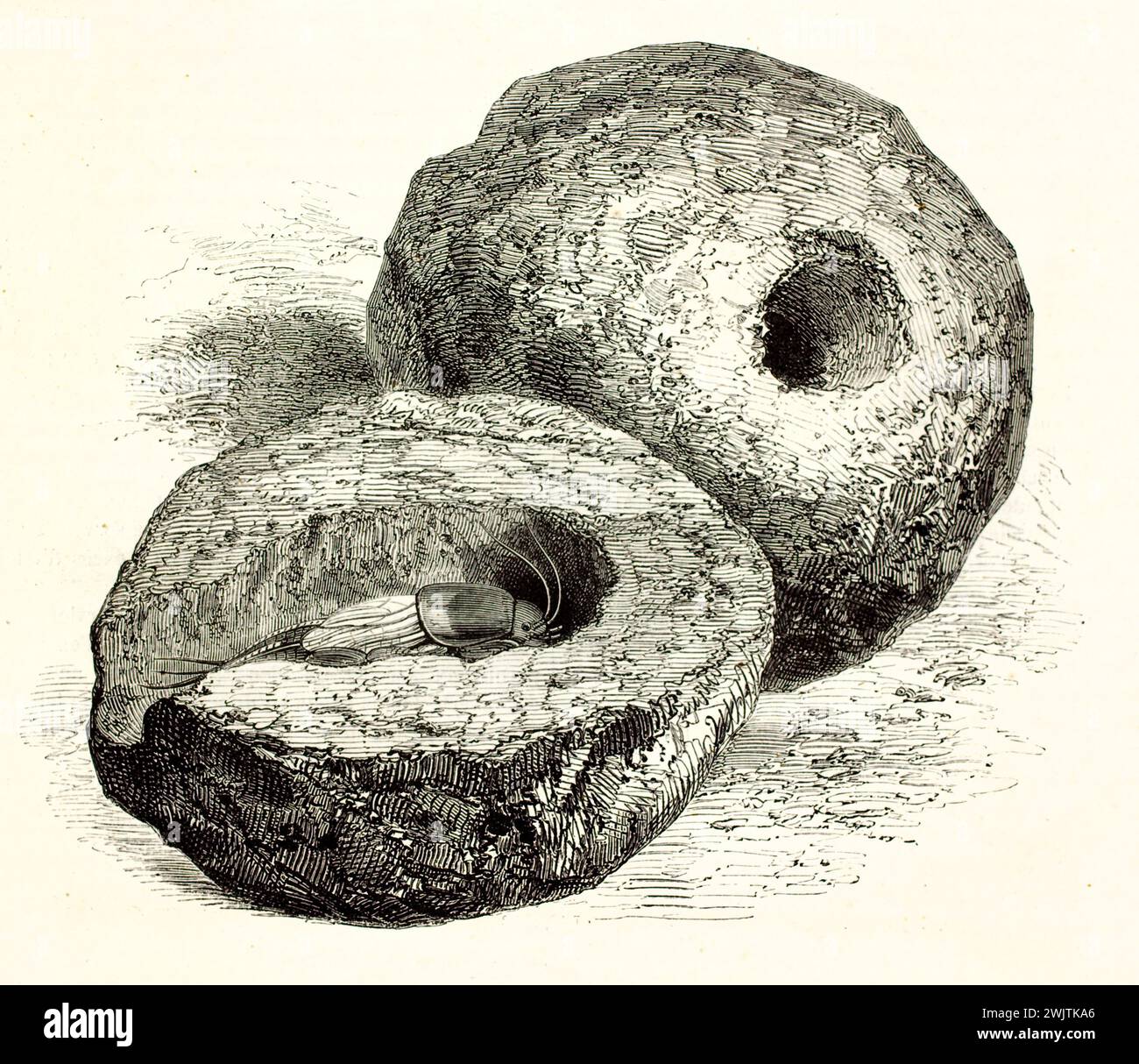 Nest der europäischen Maulwurfgrille in kugelförmiger Höhle, horizontale schwarze und weiße wissenschaftliche Gravur auf weißem Hintergrund von Magasin Pittoresque, 1852. Stockfoto