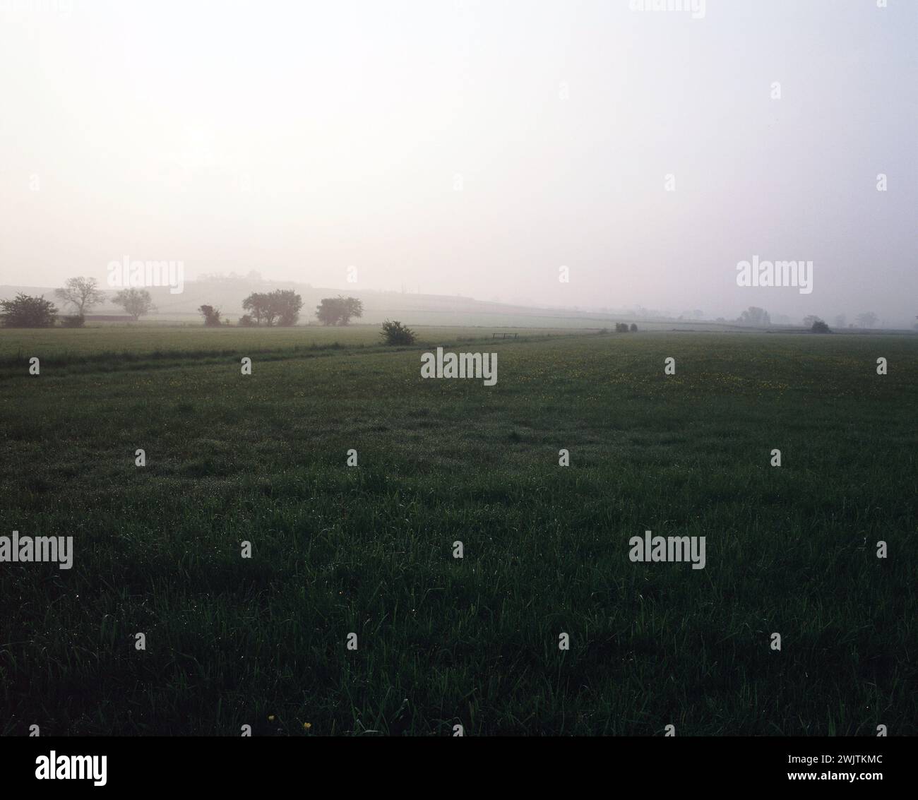 England. Somerset-Level. Nebliger Sonnenaufgang über Feldern. Stockfoto