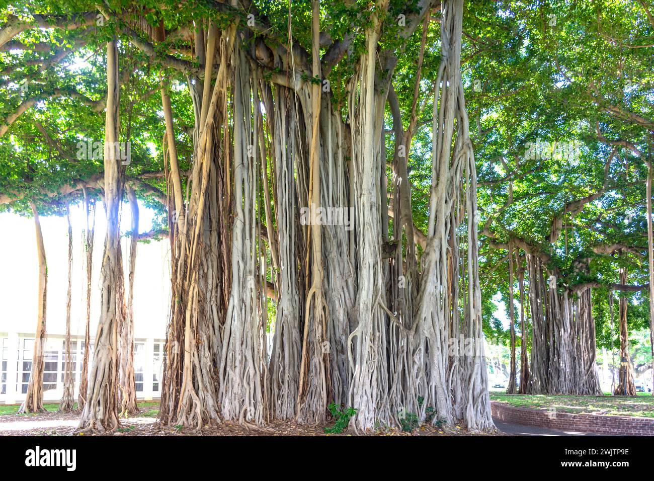 Banyan-Baum (Ficus benghalensis) auf dem Gelände des Iolani Palace, Honolulu, Oahu, Hawaii, Vereinigte Staaten von Amerika Stockfoto