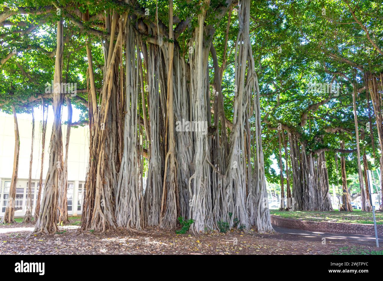 Banyan-Baum (Ficus benghalensis) auf dem Gelände des Iolani Palace, Honolulu, Oahu, Hawaii, Vereinigte Staaten von Amerika Stockfoto