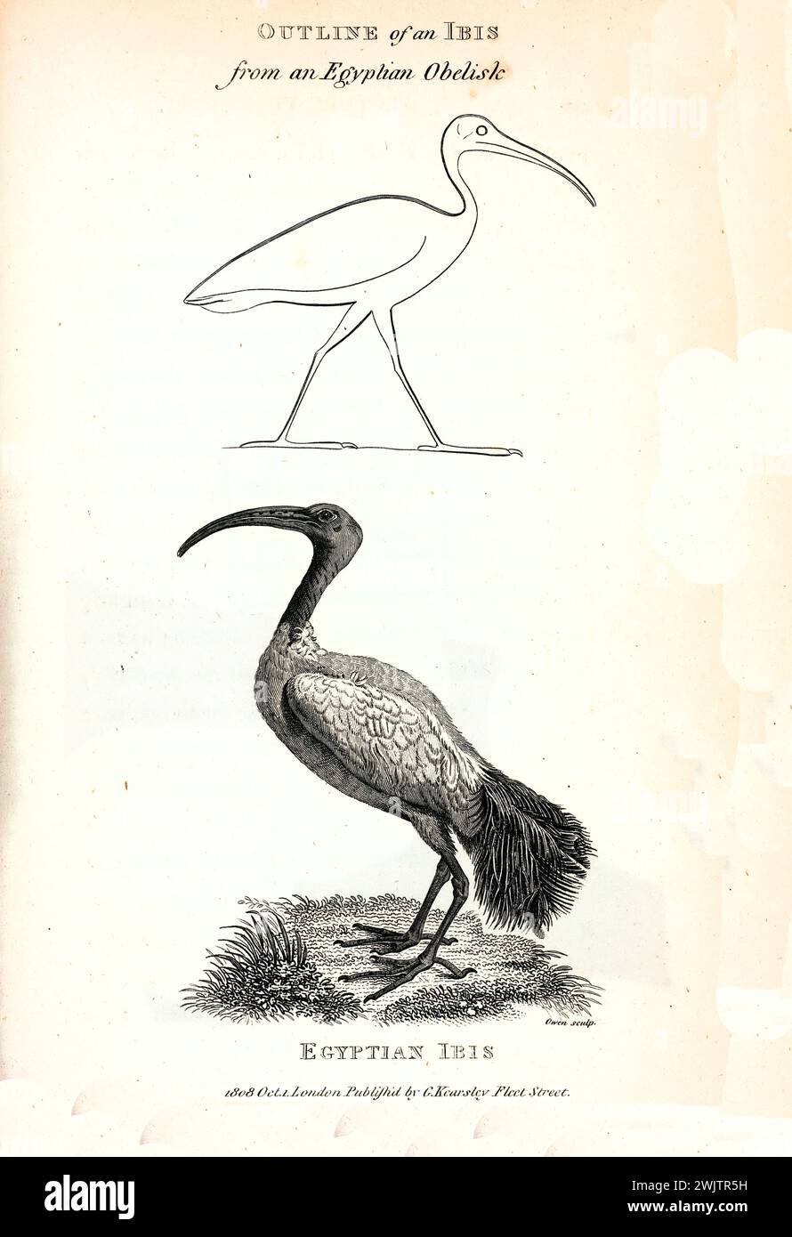Gravierte Abbildung des ägyptischen Ibis (Threskiornis aethiopicus), eine stilisierte und eine schattierte. Veröffentlicht in George Shaws Zoological Lectures, 1809. Stockfoto
