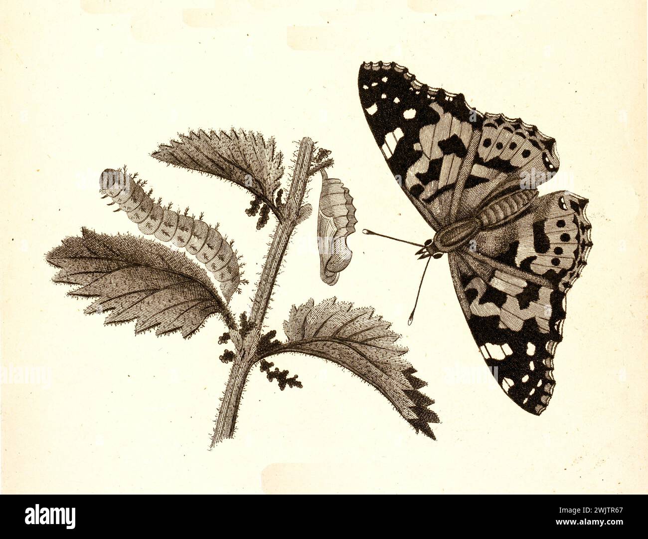 Schmetterlingsmetamorphose an Brennnesselpflanzen, von der Larve bis zum Erwachsenen, von George Shaw graviert und 1809 als Teil einer zoologischen Studie veröffentlicht. Stockfoto