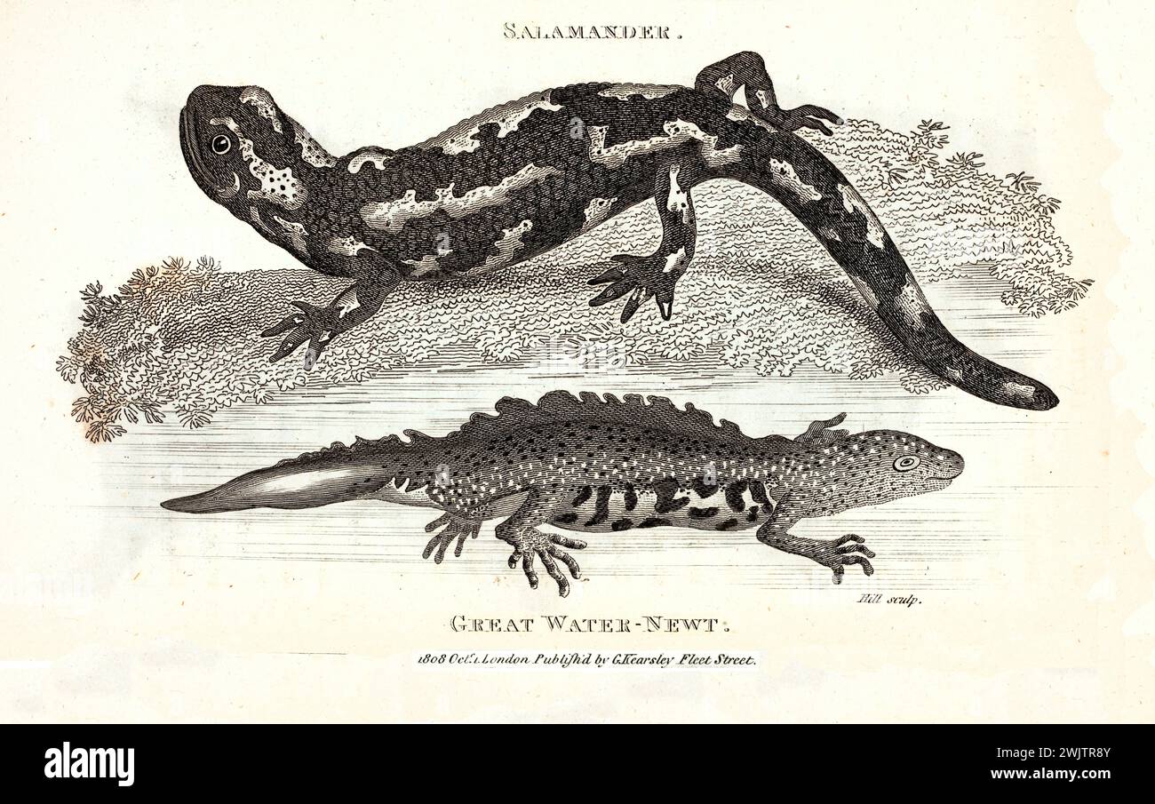 Alte gravierte Illustration des Großen Wate-newt Salamander. Erstellt von George Shaw, veröffentlicht in Zoological Lectures, London, 1809 Stockfoto