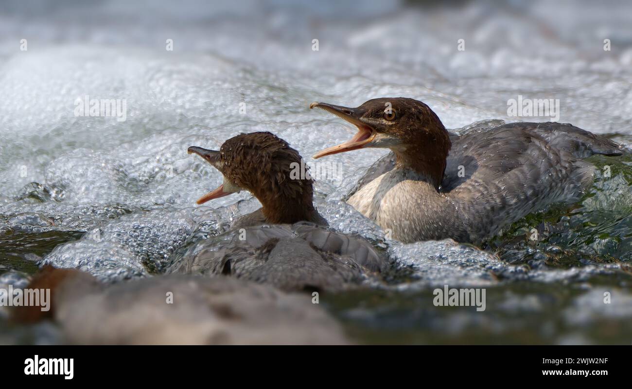 Wasservögel auf einem Fluss Stockfoto