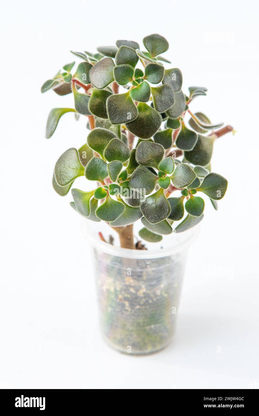 Aichryson Baum der Liebe Pflanze Sukkulent im Topf. Grne kleine Blume auf  weiem Hintergrund Stockfotografie - Alamy