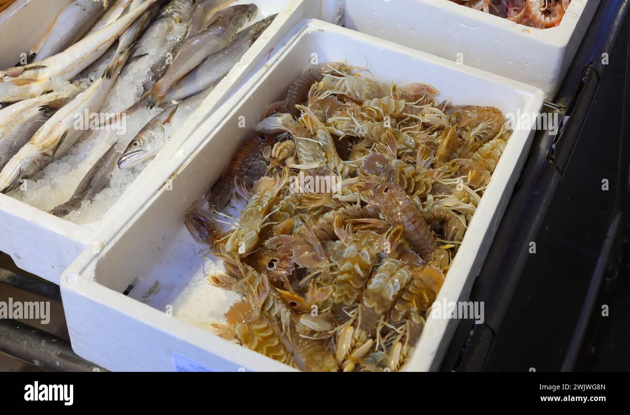 Polystyrol-Tablett mit frisch gefangenen Schalentieren, genannt Squilla Mantis oder PACCHERI oder CICALA DI MARE in italienischer Sprache Stockfoto