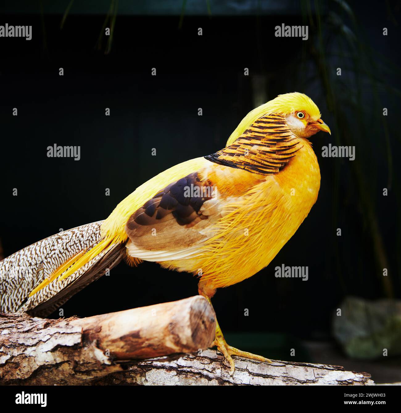 Goldener Fasanvogel vor schwarzem Hintergrund Stockfoto