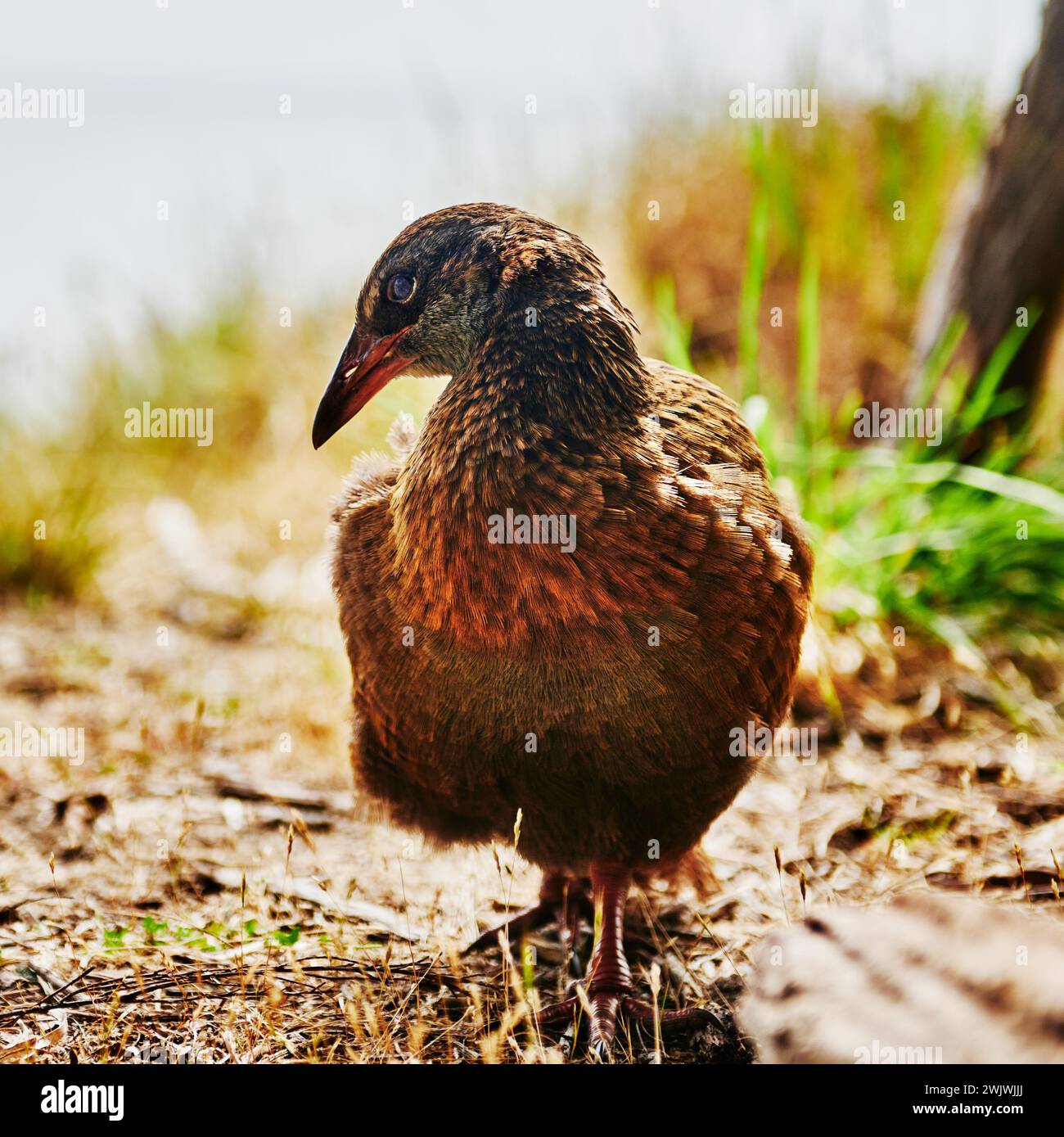 WEKA Vogel oder Maori Huhn entlang der Küstenlinie des Abel Tasman National Park, South Island, Neuseeland Stockfoto
