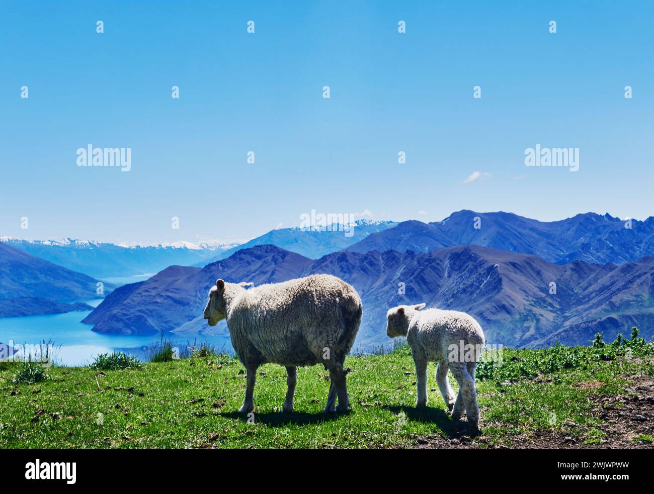 Schafe wandern durch die Landschaft von Roys Peak, South Island, Neuseeland Stockfoto