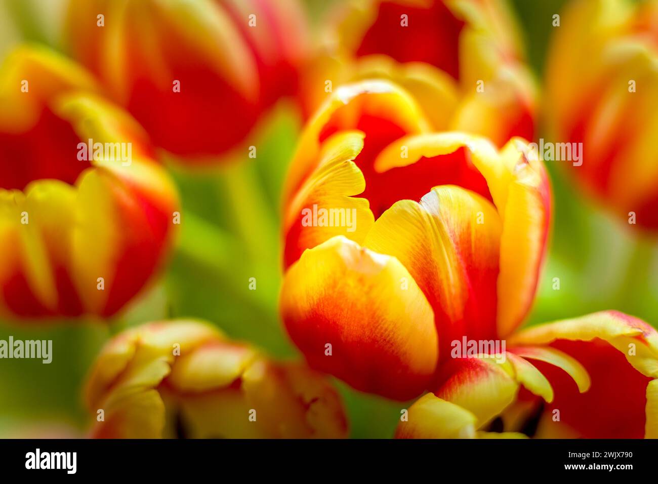 Nahaufnahme eines Bündels Tulpen rot und gelb Stockfoto