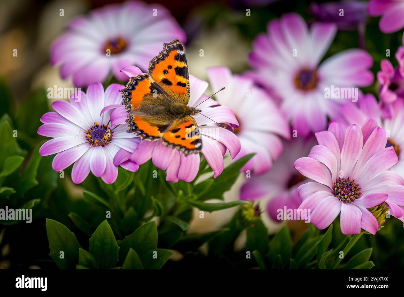 Ein Schmetterling auf Cup Daisies Stockfoto