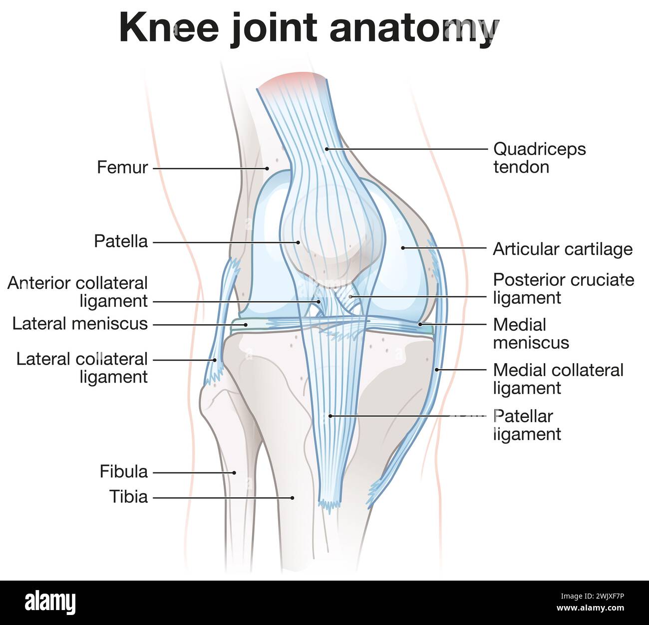 Abbildung der Anatomie des Kniegelenks. Anteriore Ansicht. Beschriftete Abbildung Stockfoto