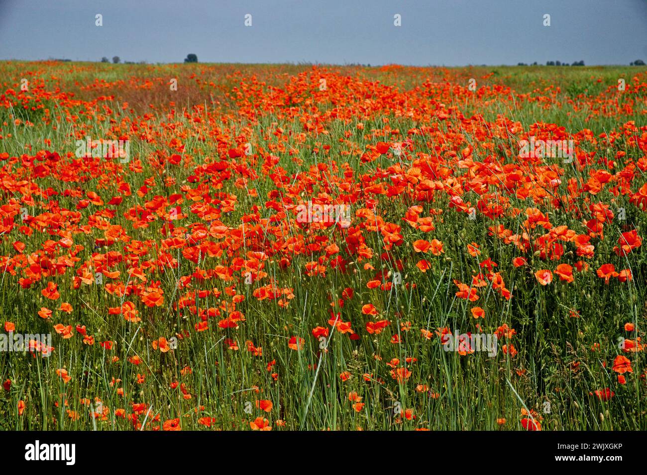 Ein Feld aus grünem Gras mit Haufen hellroter Mohnblumen unter klarem blauem Himmel. Stockfoto