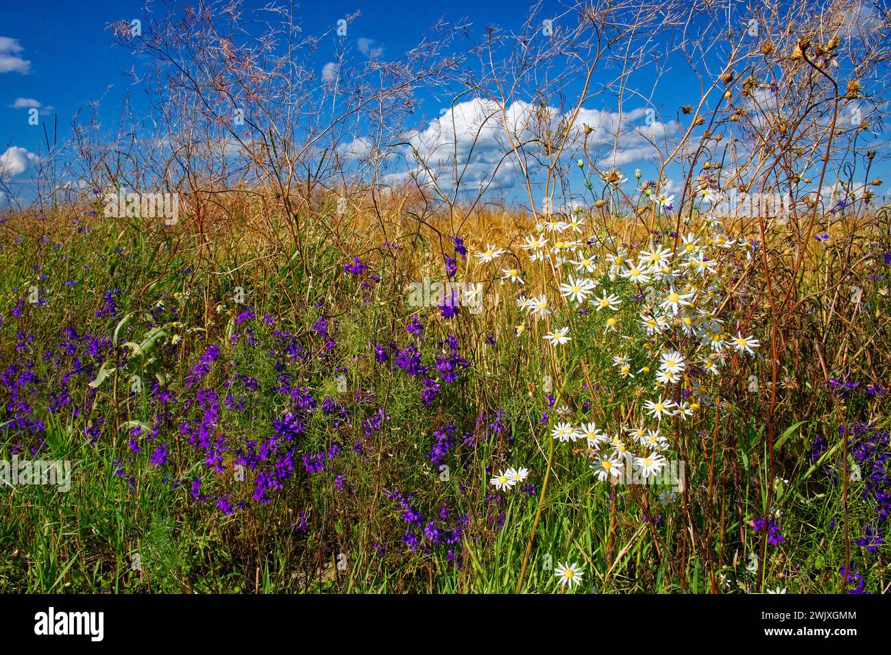 Eine sonnige Landschaft mit Wildblumen, hohen Gräsern und einem hellblauen Himmel mit Wolken. Stockfoto