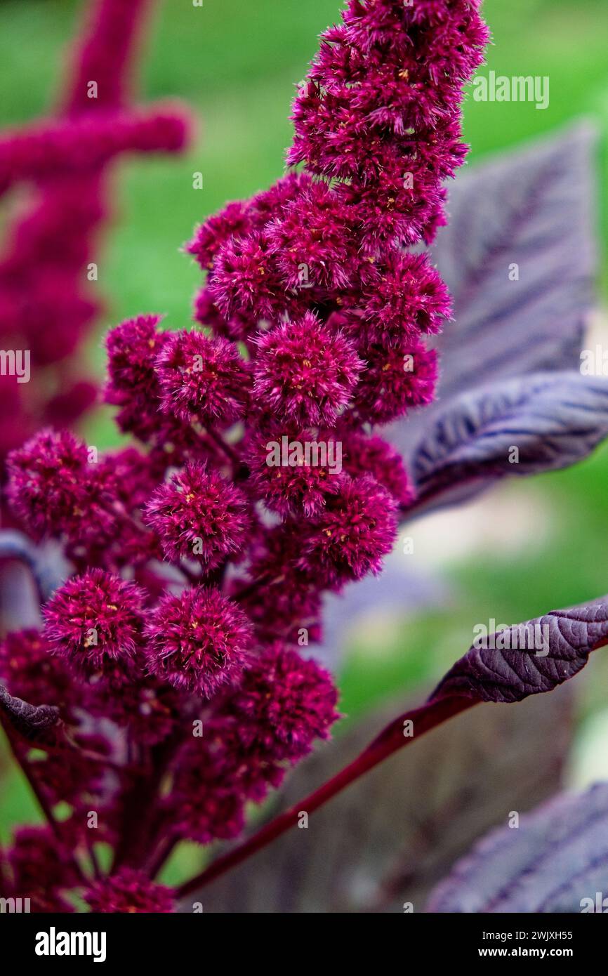 Eine rosafarbene Blume mit einzigartiger Textur ist von violetten Blättern umgeben. Stockfoto