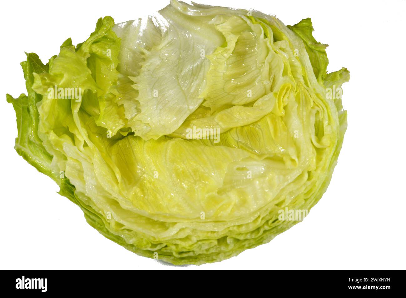 Salat (Lactuca sativa) ist eine einjährige Pflanze aus der Familie der Asteraceae, ein Blattgemüse, aber manchmal wegen seines Stiels und der Samen, verwendet Stockfoto