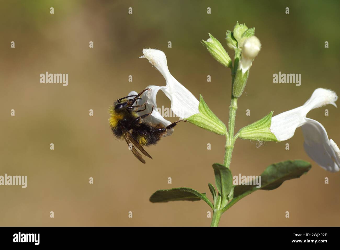 Frühe Hummel (Bombus pratorum), Familie Apidae an weißen Blüten von Salvia greggii, Familie Lamiaceae. Juni. Holländischer Garten Stockfoto