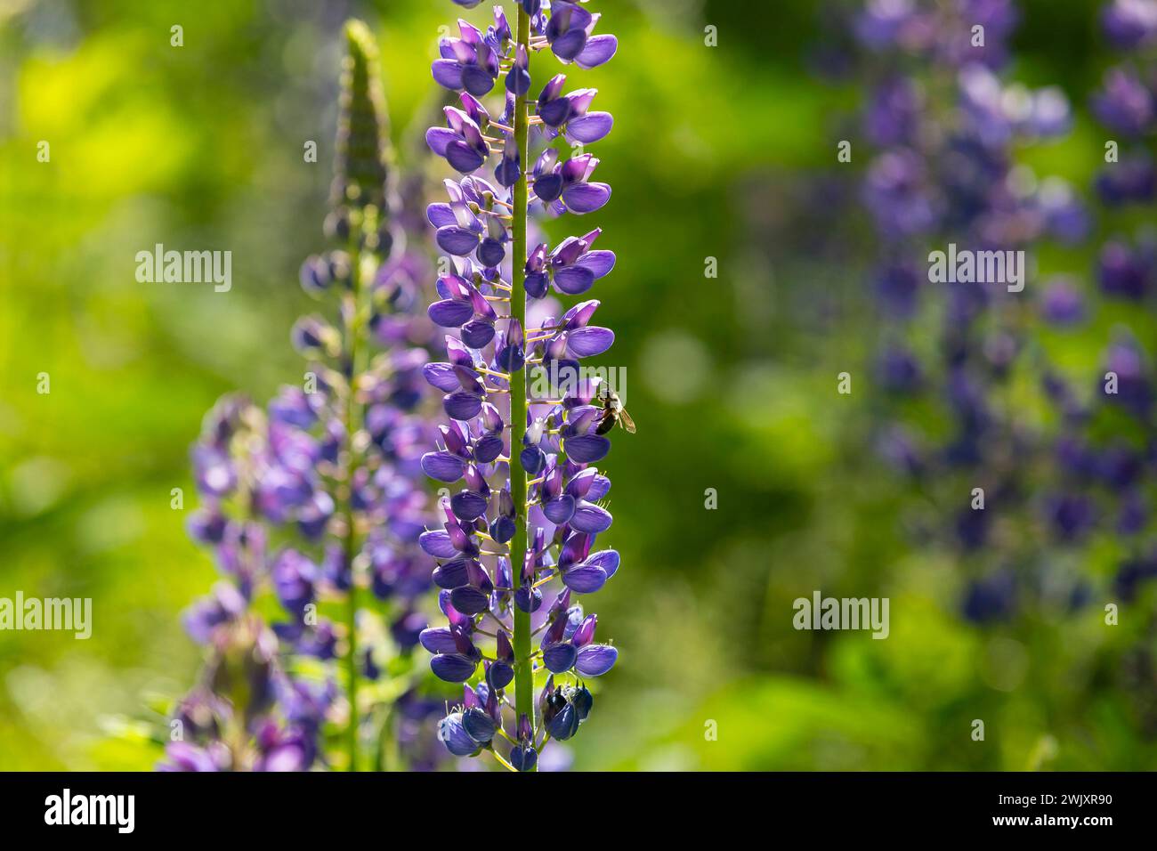 Honigbiene apis an den Blüten der Staudenlupine Lupinus polyphyllus in Blüte, Habitus, Sachsen, Deutschland *** Honigbiene apis an den Blüten der p Stockfoto