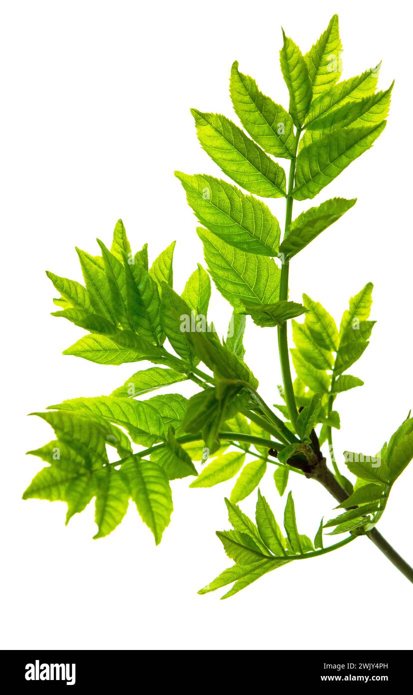 Botanisches Element für die Vermarktung von Kosmetik Spa- oder Schönheitspflegeprodukten. Holunderbeerblatt. Frühlingsgrün. Isoliert. Stockfoto