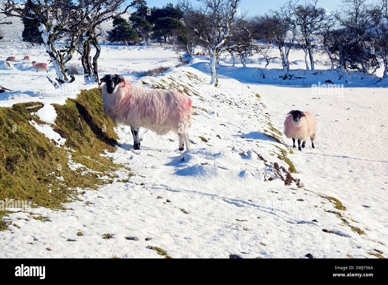 Schafe in den schneebedeckten Comeragh Mountains, County Tipperary, Irland. Stockfoto