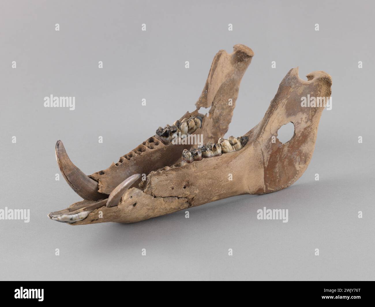 Wildschweine-Unterkiefer (gebräuchlicher Name). Wildschweinkiefer. Carnavalet Museum, Geschichte von Paris. Stockfoto