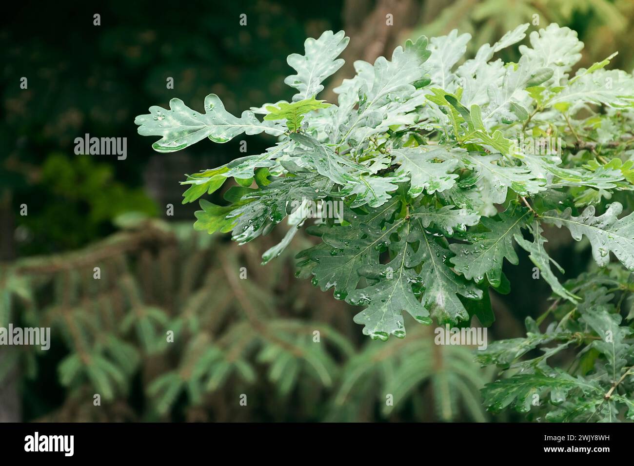 Grünes Eichenblatt, bedeckt mit Wassertropfen Tau. Frischer Morgentau auf jungen Blättern. Nahaufnahme. Junge grüne Eichenblätter im Wald. Feder R Stockfoto