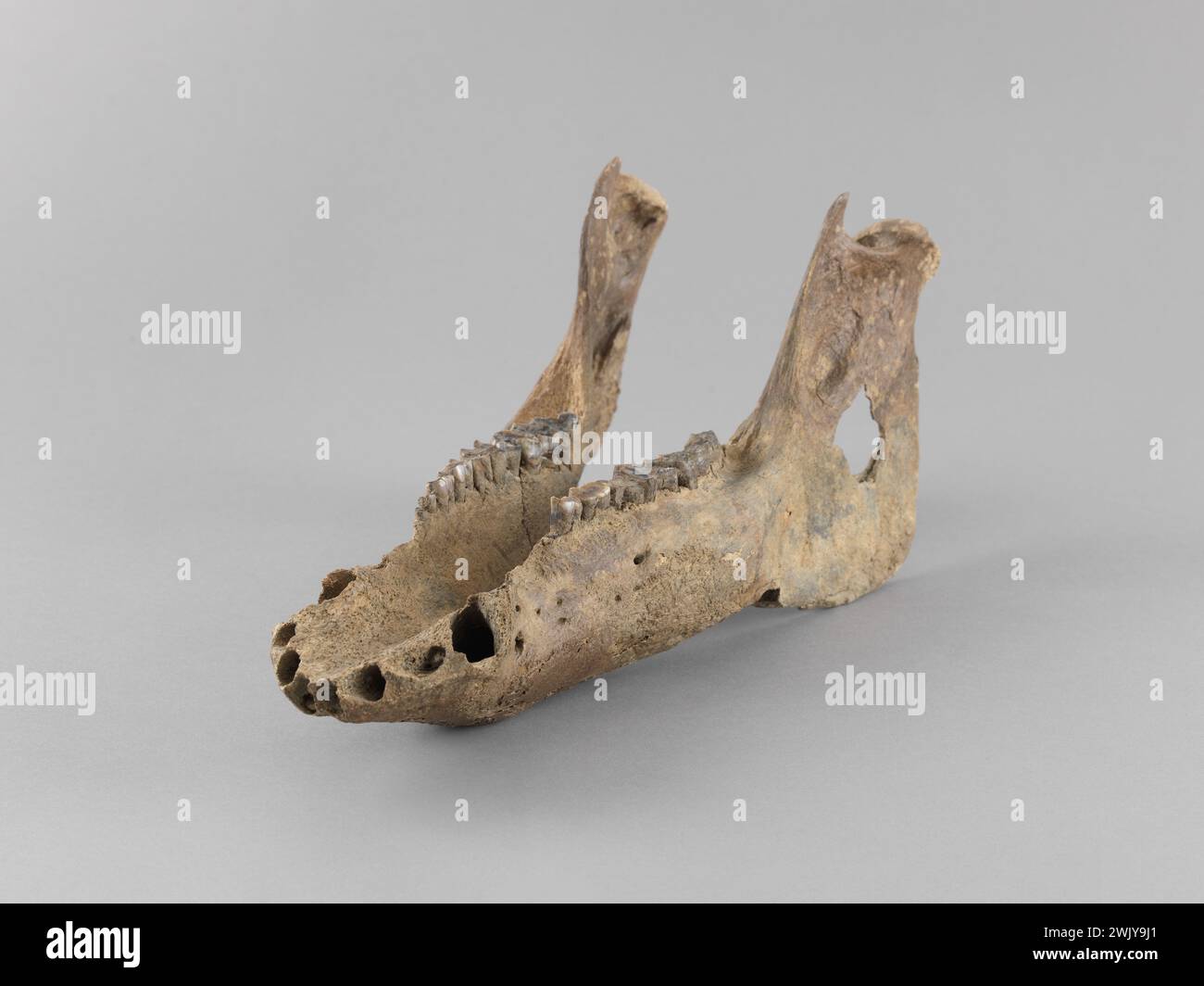 Wildschweine-Unterkiefer (gebräuchlicher Name). Wildschweinkiefer. Carnavalet Museum, Geschichte von Paris. Stockfoto