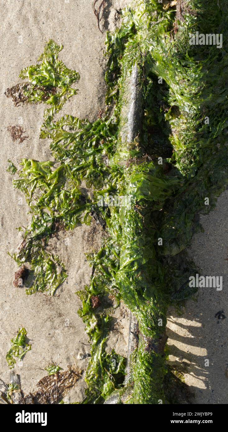 Grüne Algen, die ein altes Metallrohr an einem Strand in Cornwall, Großbritannien, bedecken Stockfoto