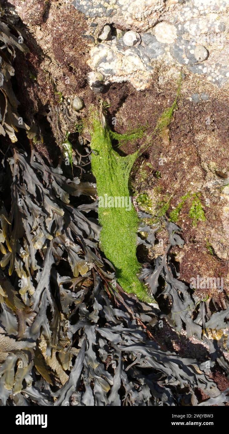 Gezacktes Wrack und grüne Algen auf Felsen in Cornwall, Großbritannien Stockfoto