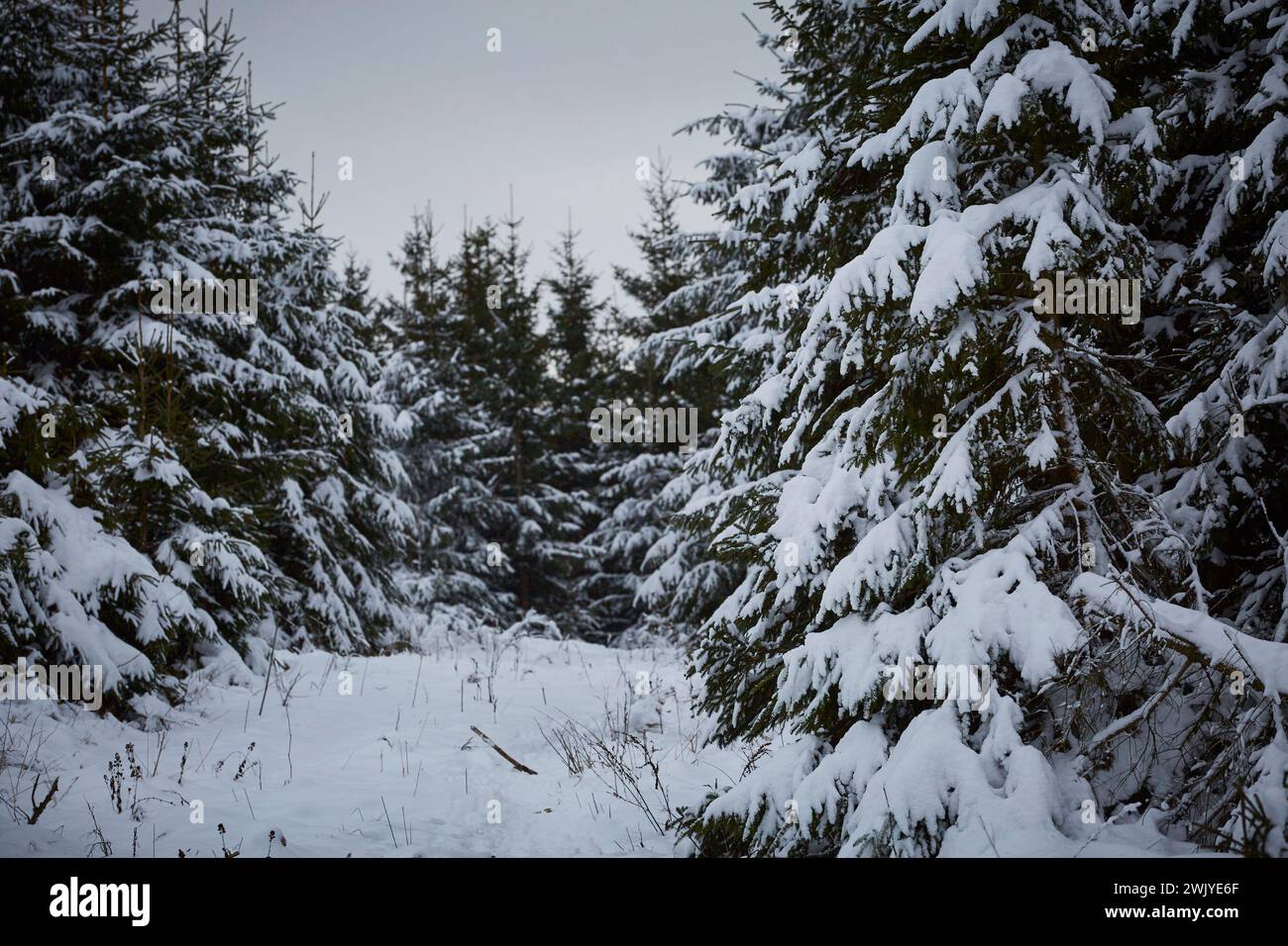 Winterlandschaft in Warstein, Schneewanderung zum Lörmecke Turm, Aussichtsplattform, Kreis Soest, Sauerland, NRW, Deutschland, Europa, Deutschland, Europa Stockfoto