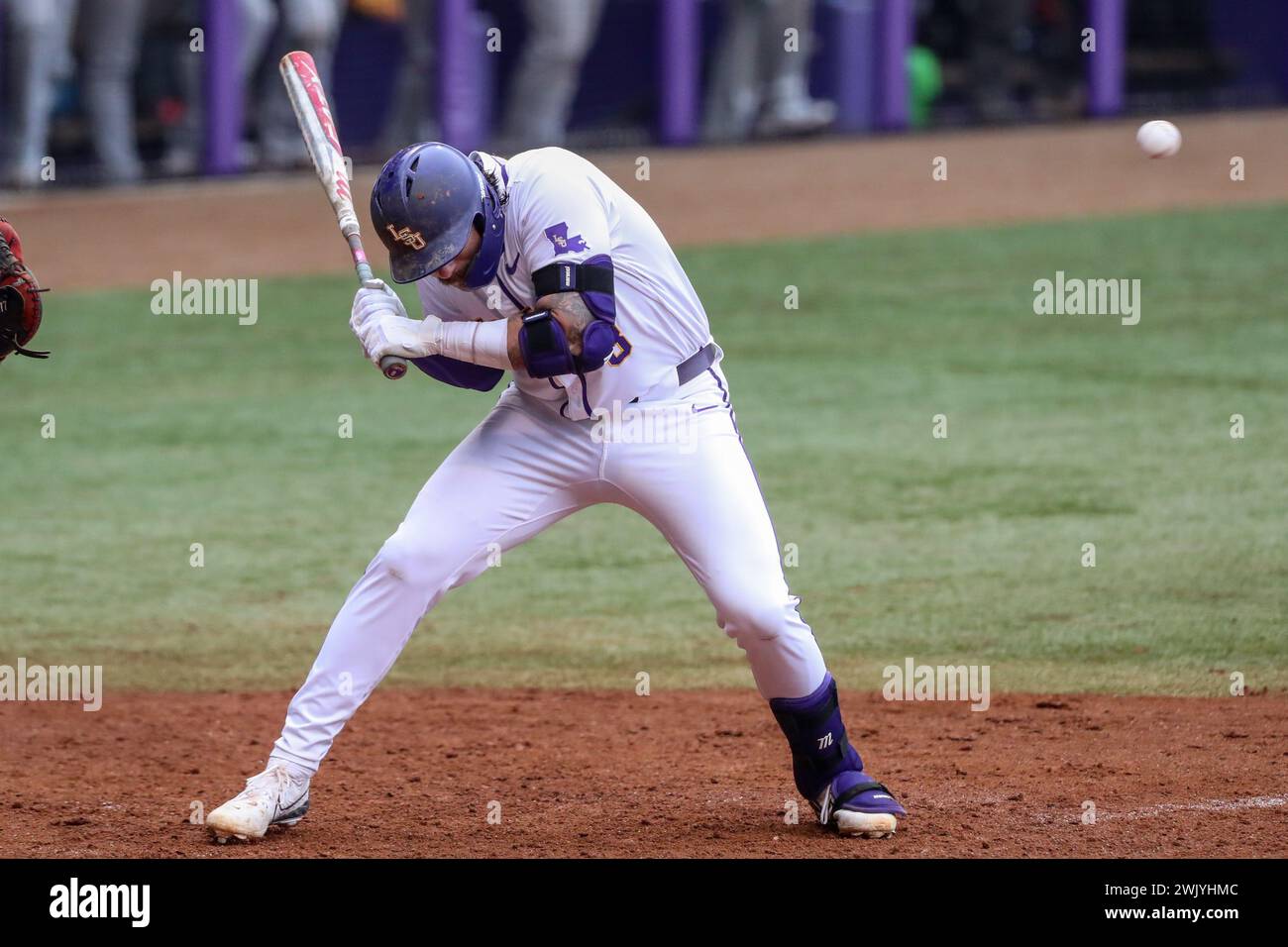 Baton Rouge, LA, USA. Februar 2024. Hayden Travinski (8) der LSU wird während der NCAA Baseball-Action zwischen den VMI Keydets und den LSU Tigers im Alex Box Stadium, Skip Bertman Field in Baton Rouge, LA, von einem Pitch getroffen. Jonathan Mailhes/CSM/Alamy Live News Stockfoto