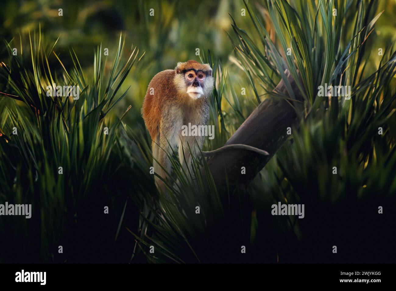 Patas-Affe (Erythrocebus patas) - Affe der Alten Welt Stockfoto