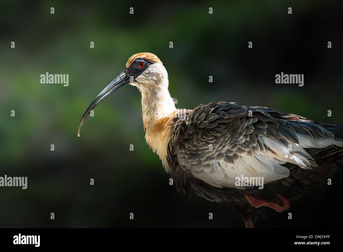 Ibis-Vogel (Theristicus caudatus) Stockfoto