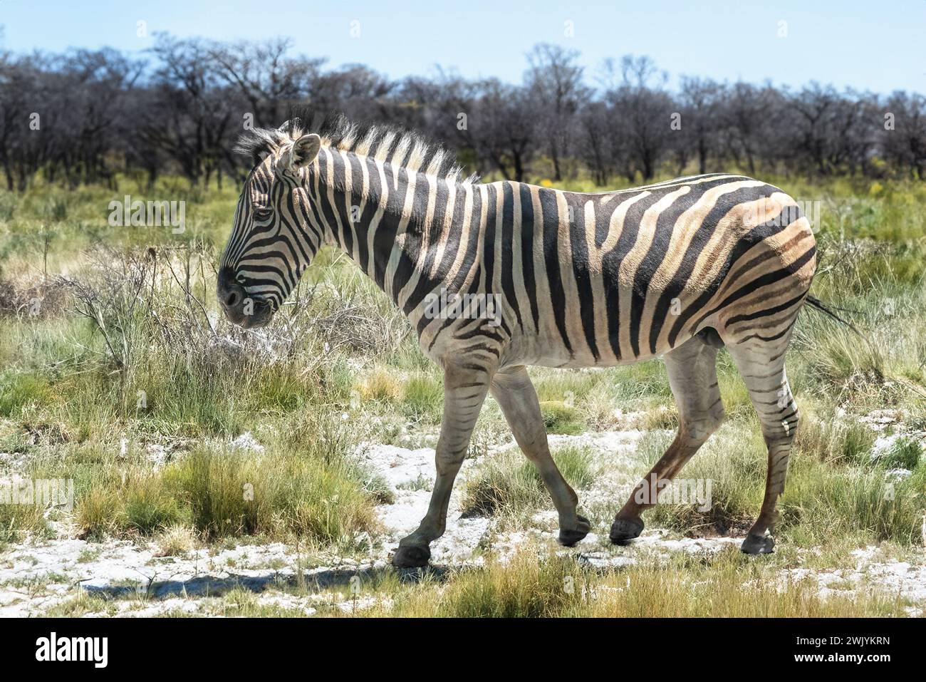 Burchell's Zebra (Equus quagga burchellii) Stockfoto