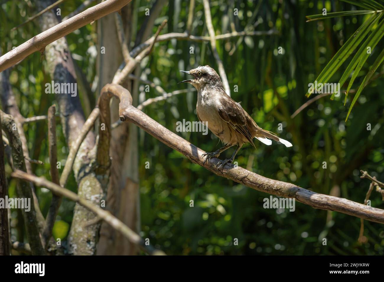 Kreide-Brauen-Mockingbird (Mimus saturninus) - imitiert Soor Stockfoto