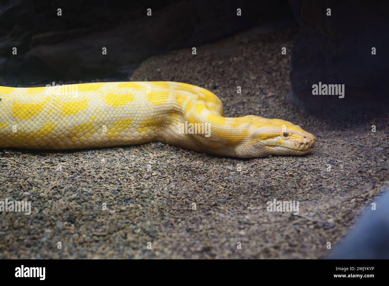 Burmesische Albino-Python (Python Bivittatus) Stockfoto