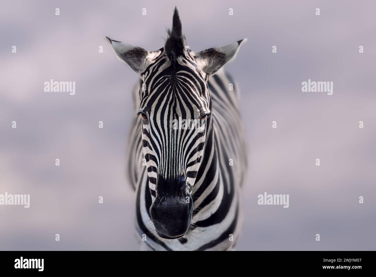 Burchells Zebrakopf (Equus quagga burchellii) Stockfoto