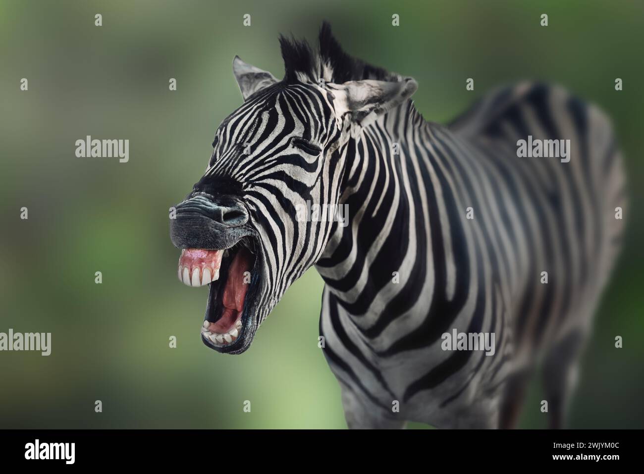 Burchells Zebra (Equus quagga burchellii) lachend Stockfoto