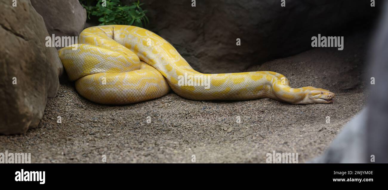 Burmesische Albino-Python (Python Bivittatus) Stockfoto