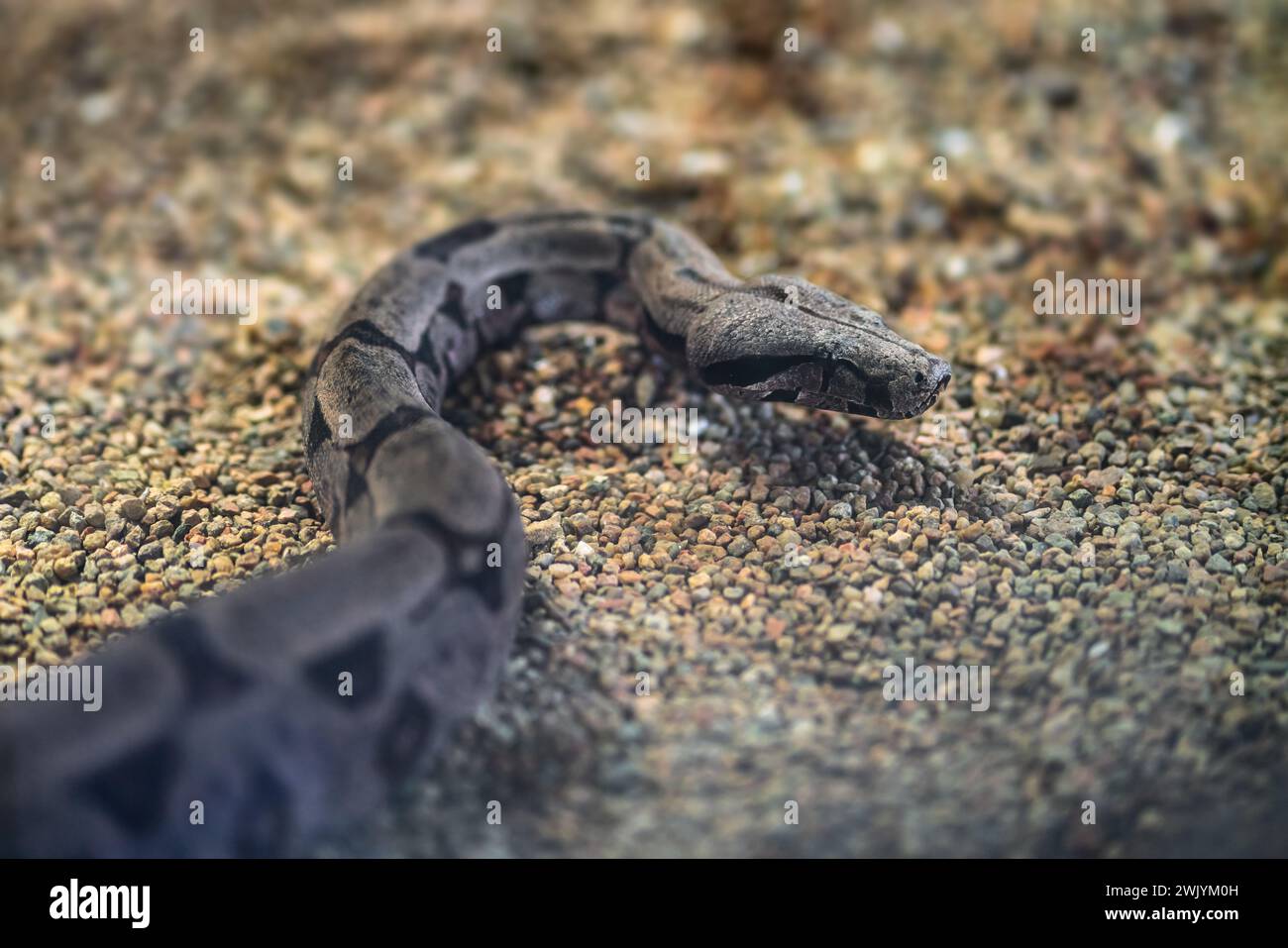 Amarals Boa-Schlange (Boa constrictor amarali) Stockfoto