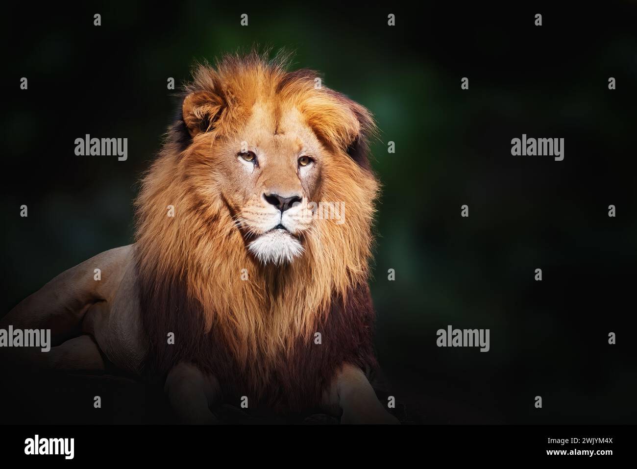 Südwestafrikanischer Löwe (Panthera leo bleyenberghi) - Angola Löwe Stockfoto