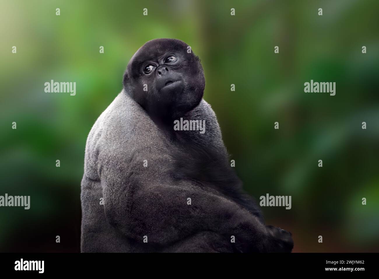 Gemeinsamen Woolly Monkey (Lagothrix Lagotricha) Stockfoto